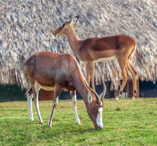 Antelopes Grazing on a Green Field 