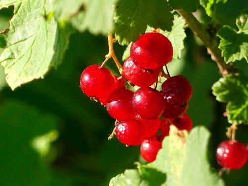 Free Groseilles Stock Photo