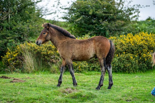 動物攝影, 小馬, 棕色的马 的 免费素材图片