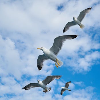 海鸥在明亮的蓝天上优雅地飞翔，蓬松的云层映衬出鸟类自由的本质