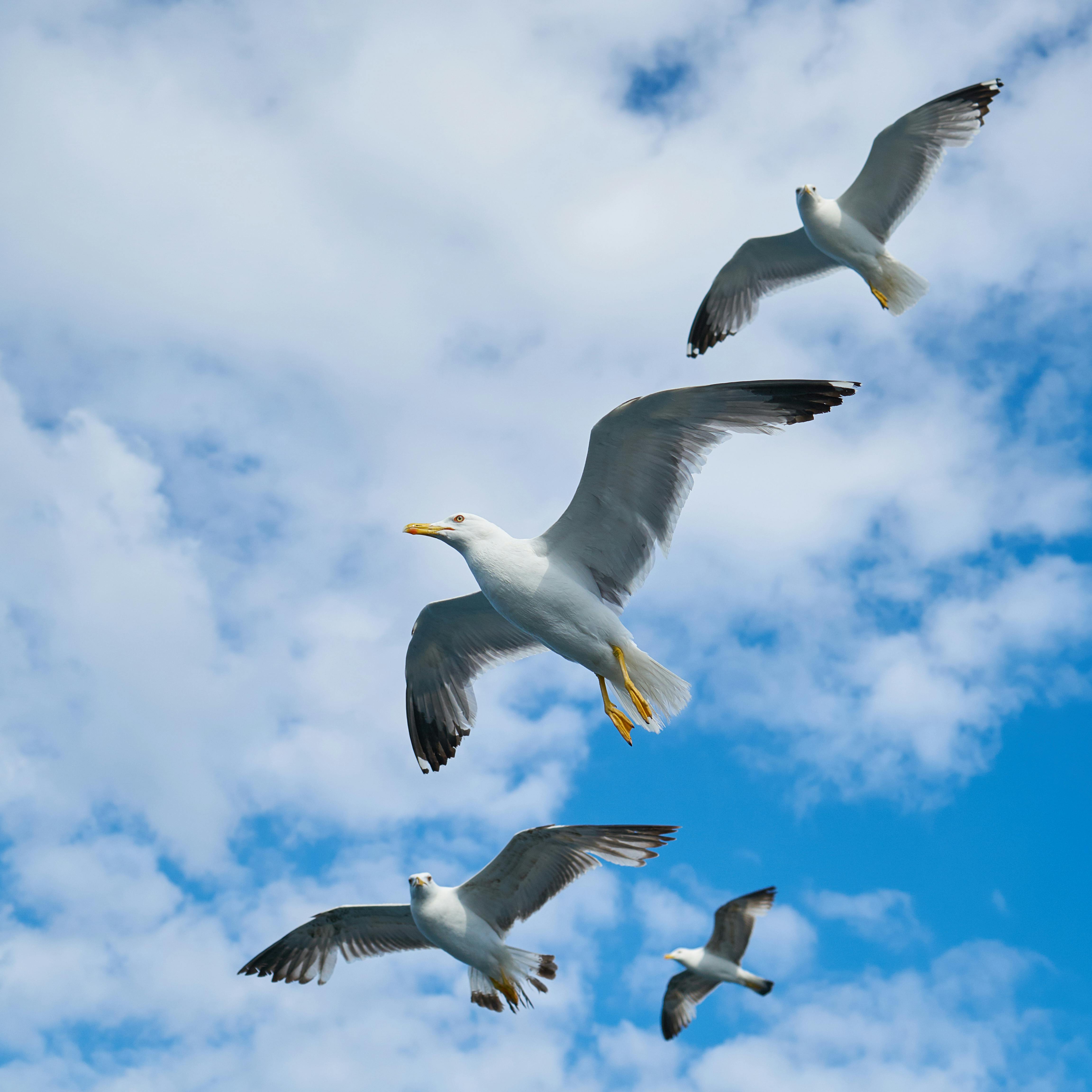 Gambar Burung Terbang Di Awan Gambar Burung