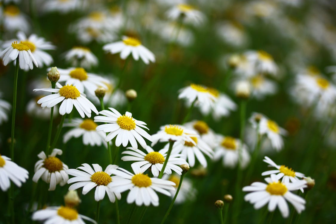 Nahaufnahmefoto Von Gänseblümchen