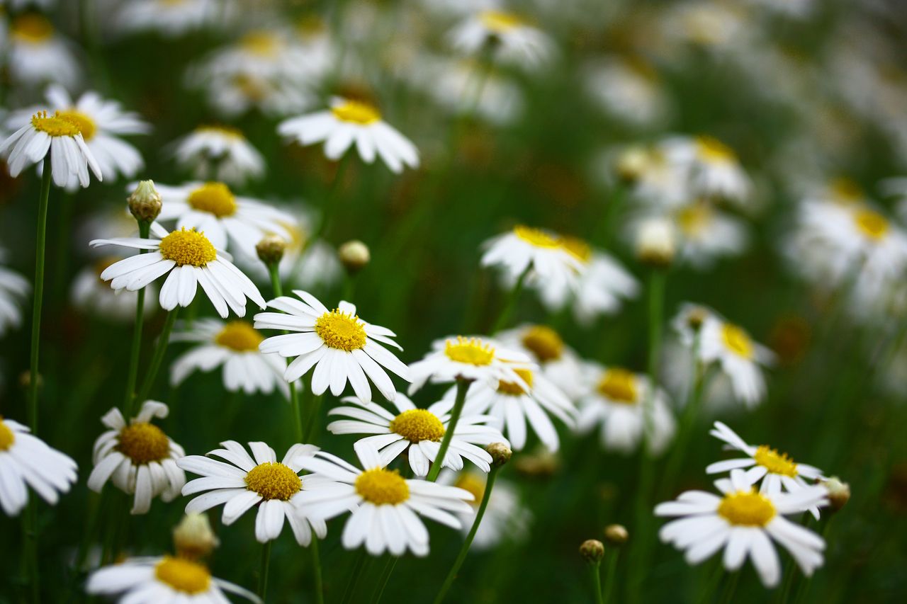 vibrant close up of blooming daisies showcasing white petals and yello