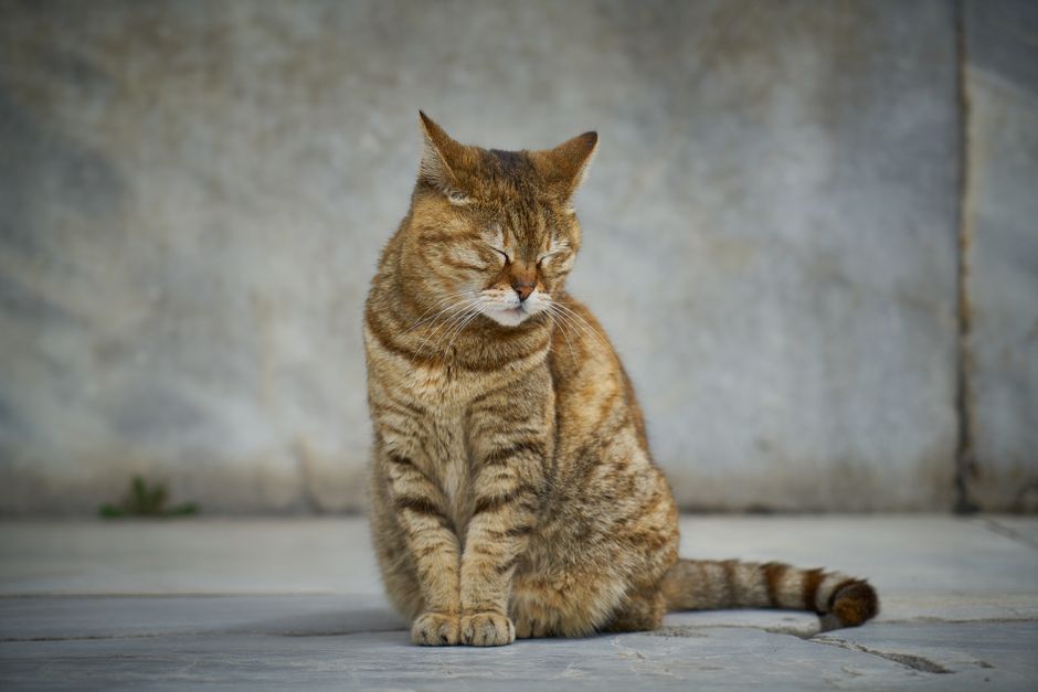 animal removal near me Lynwood animal removal Lynwood