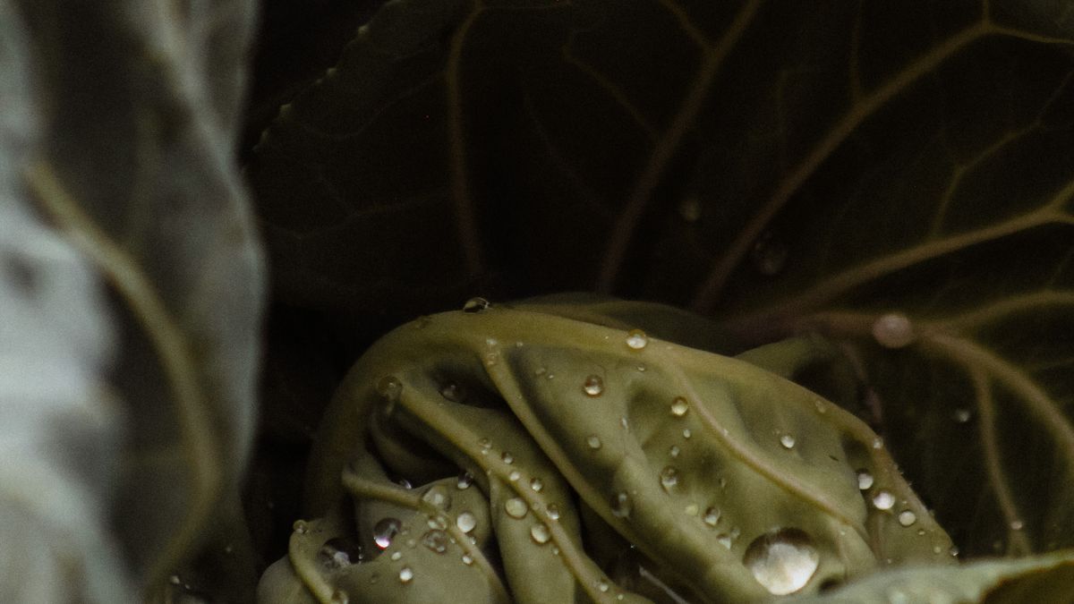 Les erreurs fréquentes lors de la culture de légumes dautomne et comment les éviter - illustration