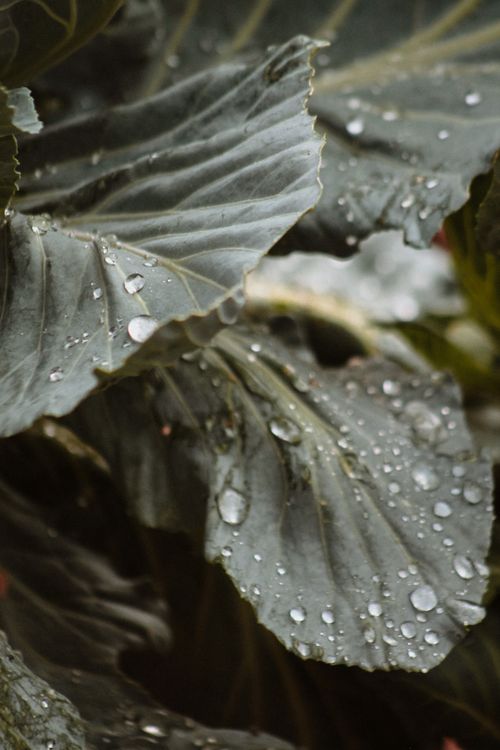 Free Detailed image of lush green leaves covered in shimmering raindrops. Stock Photo