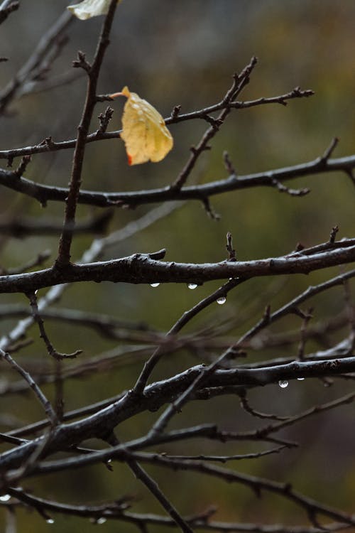 Yellow Leaf on Brown Tree Branch
