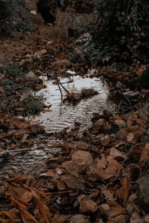 A Puddle in the Woods · Free Stock Photo