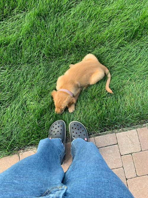Brown Dog on Green Grass