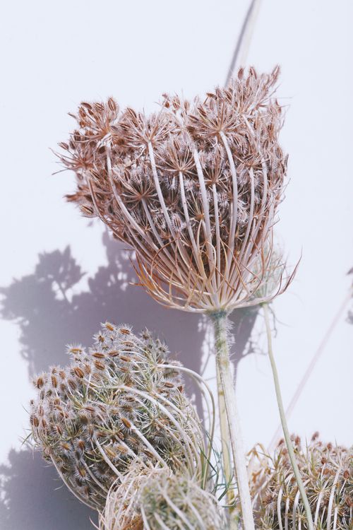Free A detailed close-up of dried wildflowers casting shadows on a pastel background, evoking a rustic and natural feel. Stock Photo