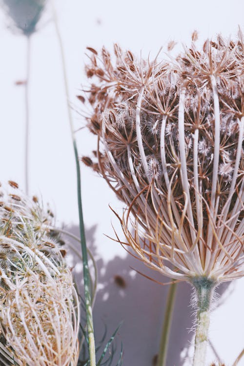 Close-up of Dry Wild Carrot Flowers 