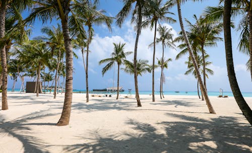 免費 海灘和棕櫚樹的照片 圖庫相片