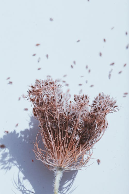 Close-up of Dry Wild Carrot Flowers