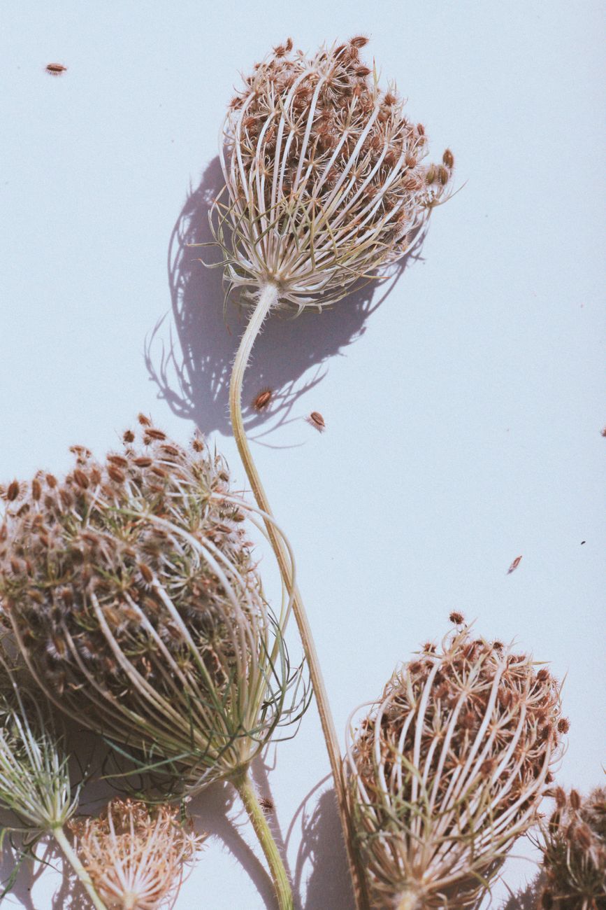 Organza bags on carrot seed heads