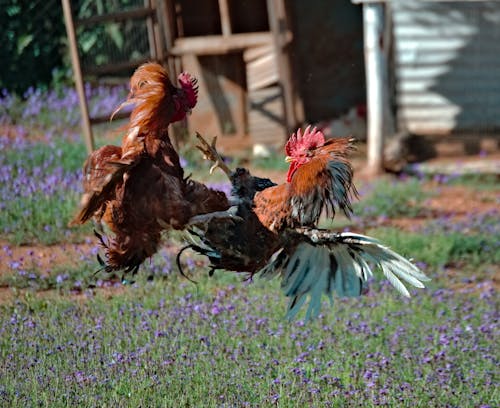 Δωρεάν στοκ φωτογραφιών με cockfighting, γκρο πλαν, ζώο