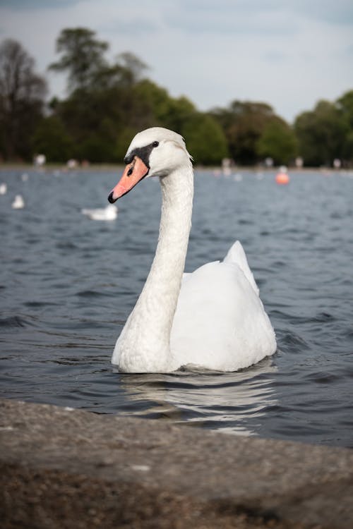 A Mute Swan on the Water 