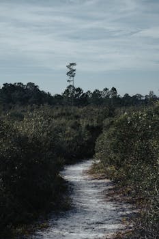 A serene forest trail under overcast skies, perfect for an adventurous walk.
