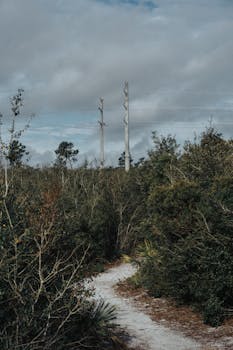 Serene forest path surrounded by lush foliage and power lines under a cloudy autumn sky.