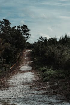 A moody forest pathway surrounded by trees in soft fall light, ideal for nature themes.