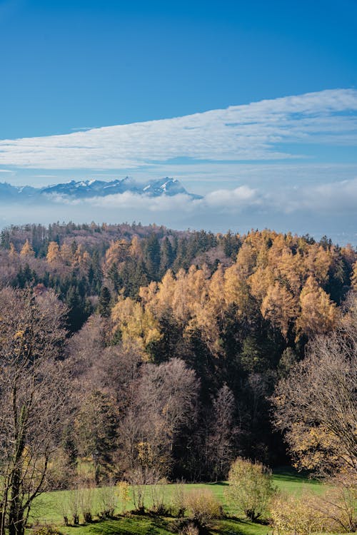 Landscape of an Autumnal Forest and Mountains in Distance 