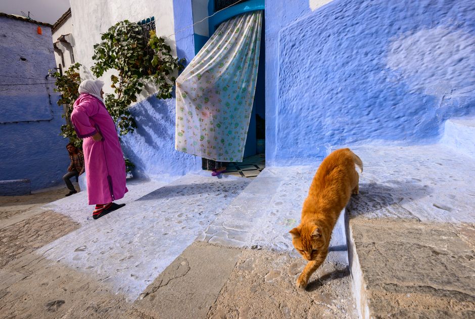 Vibrant street with a ginger cat and locals in Chefchaouen, Morocco's blue city. in The