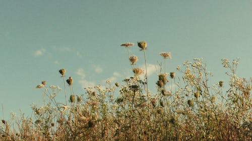Gratuit Imagine de stoc gratuită din cer albastru, floră, flori albe Fotografie de stoc