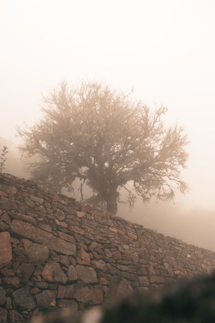 A solitary tree amidst fog and a rustic stone wall creating a mysterious landscape.