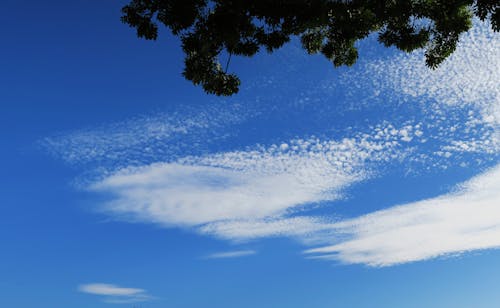 Δωρεάν στοκ φωτογραφιών με γαλάζιος ουρανός, δέντρο, λευκά σύννεφα