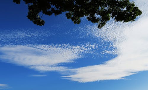 ağaç, beyaz, beyaz bulutlar içeren Ücretsiz stok fotoğraf