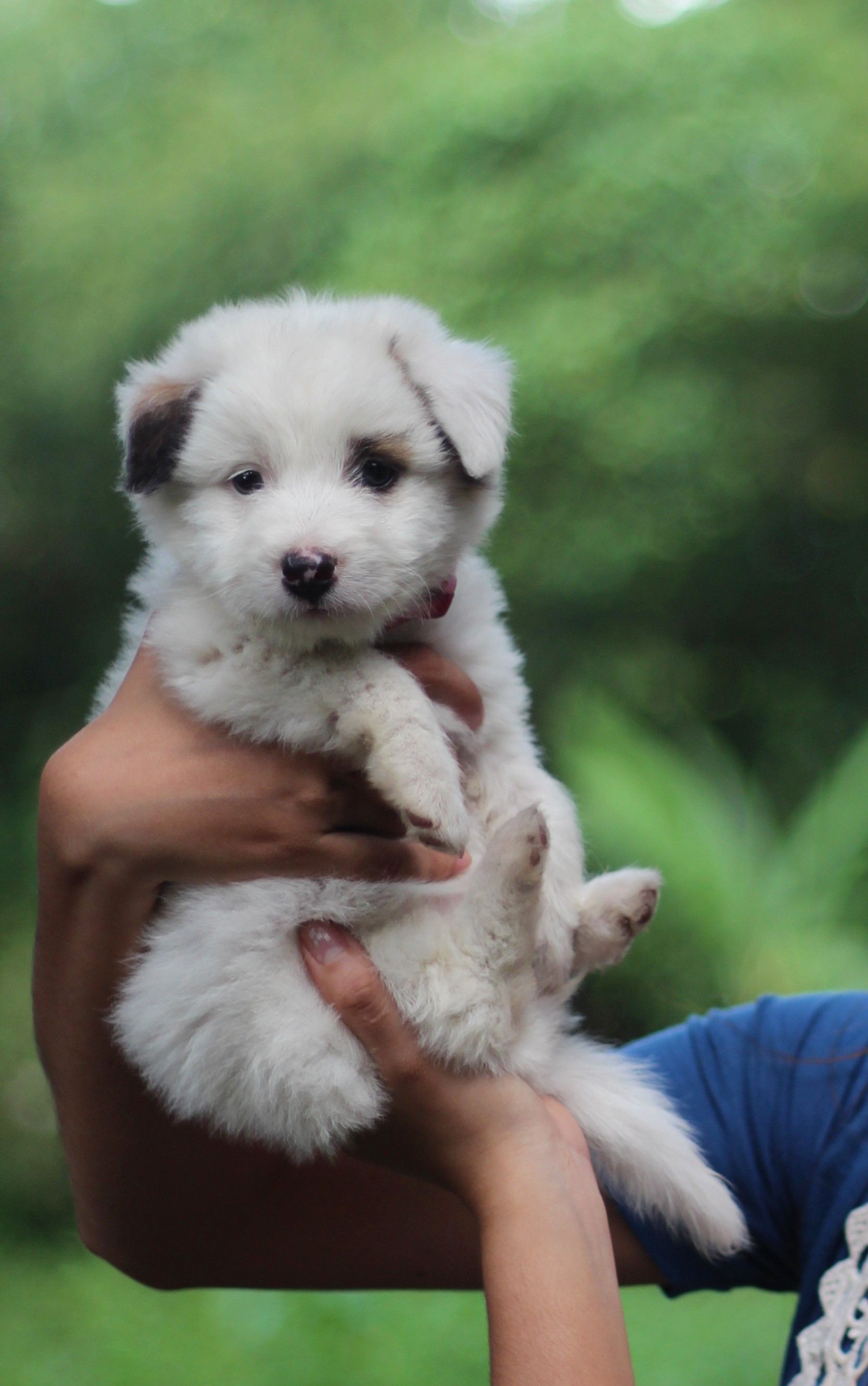 Puppy Breeders In Chicago: Responsible Buying Guide