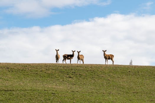 A serene image of deer grazing on a grassy hill under a blue sky. Perfect for nature-themed projects.