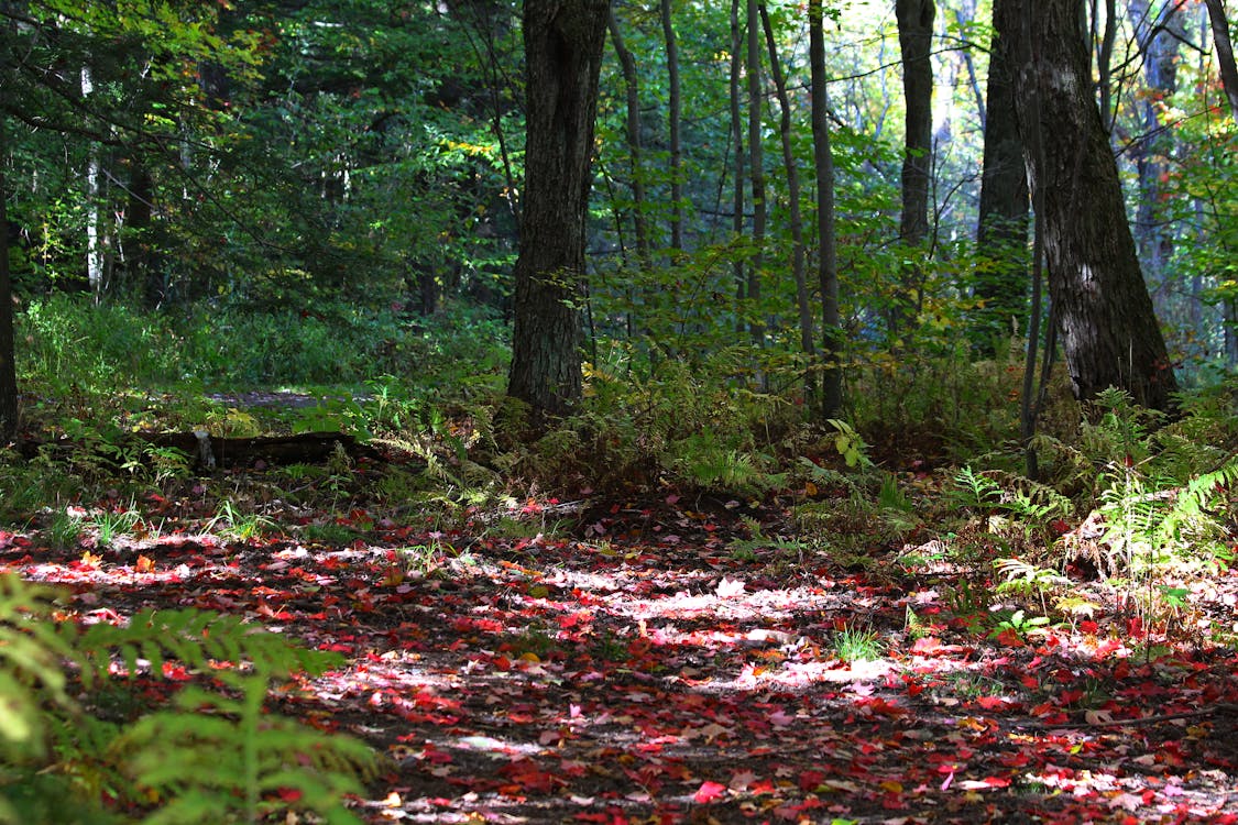 Kostnadsfri bild av fallna löv, höst, naturens skönhet