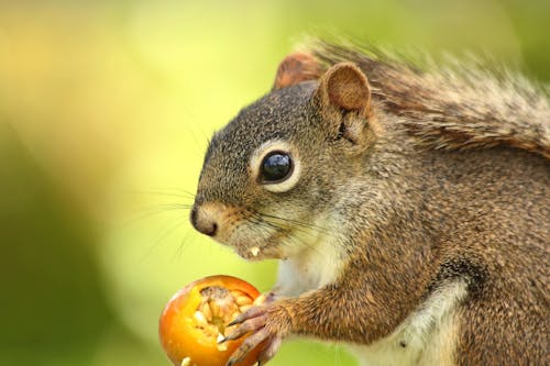 Photos gratuites de adorable, animal, écureuil