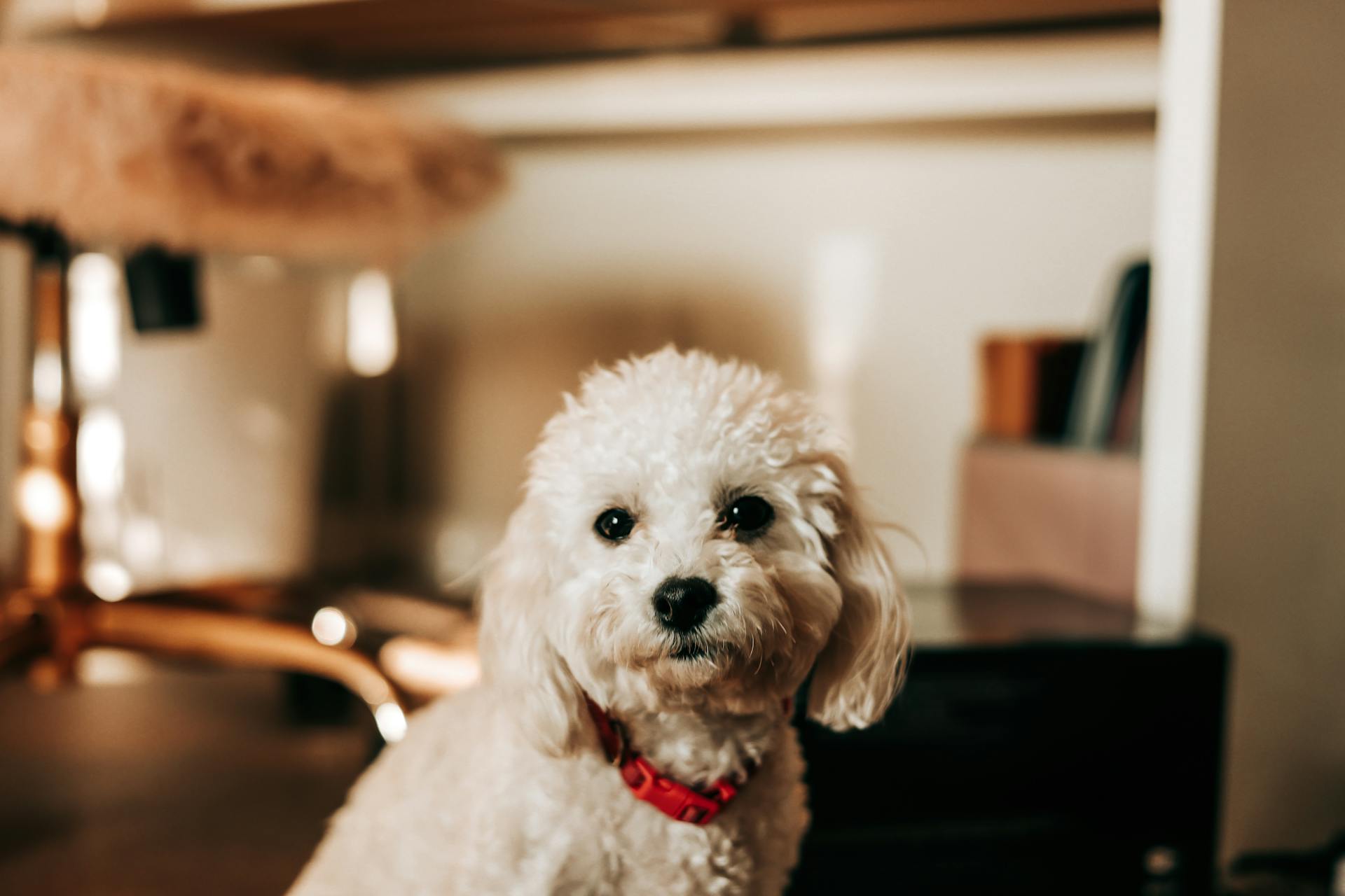 A Toy Poodle with Red Dog Collar