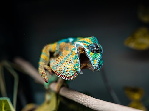 Colorful Chameleon in Close-up Photography