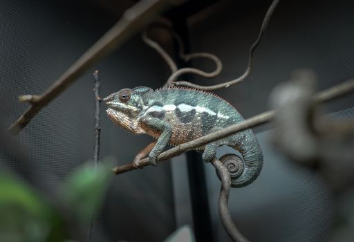 chameleon photo