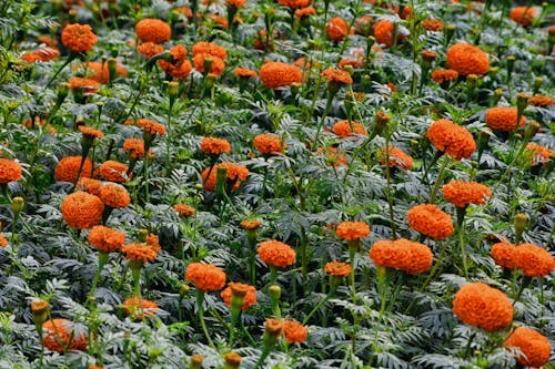 Close-Up Shot of Blooming Marigolds