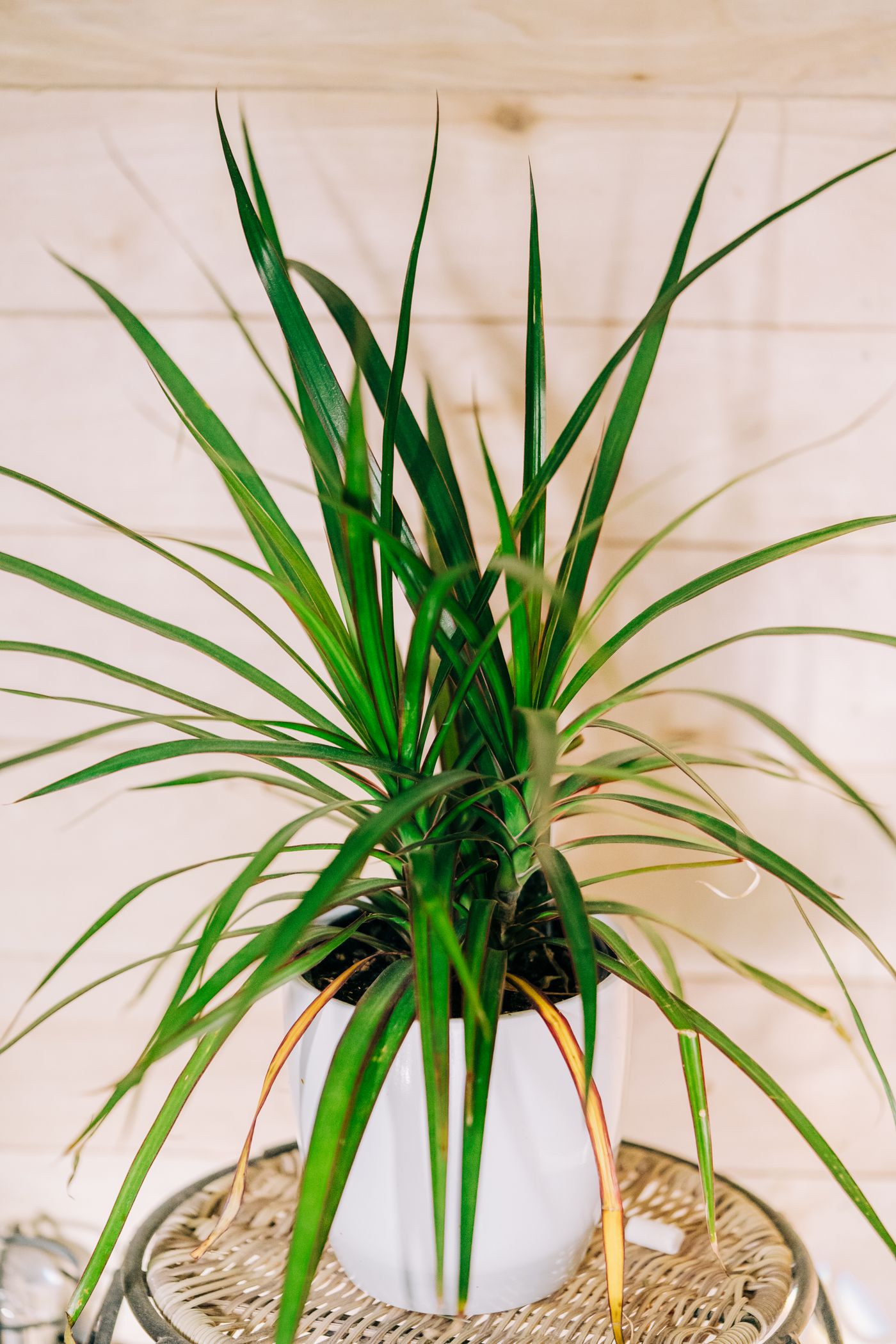 Dracena w doniczce — elegancka roślina doniczkowa z zielonymi liśćmi