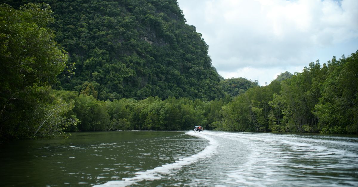 Experience a tranquil river cruise through Langkawi's lush forests with stunning natural scenery.
