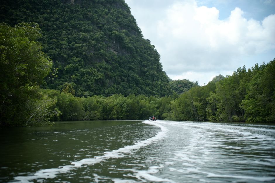 <b>Tips Mengunjungi Hutan Mangrove Langkawi</b> <b>Tips Mengunjungi Hutan Mangrove Langkawi</b>