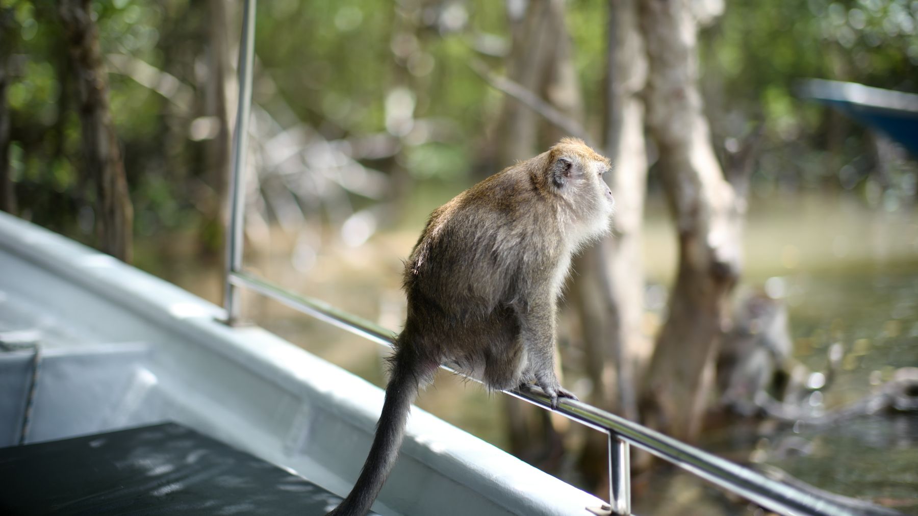 A wild macaque monkey sitting on a boat's railing in Langkawi, Malaysia, surrounded by lush greenery.