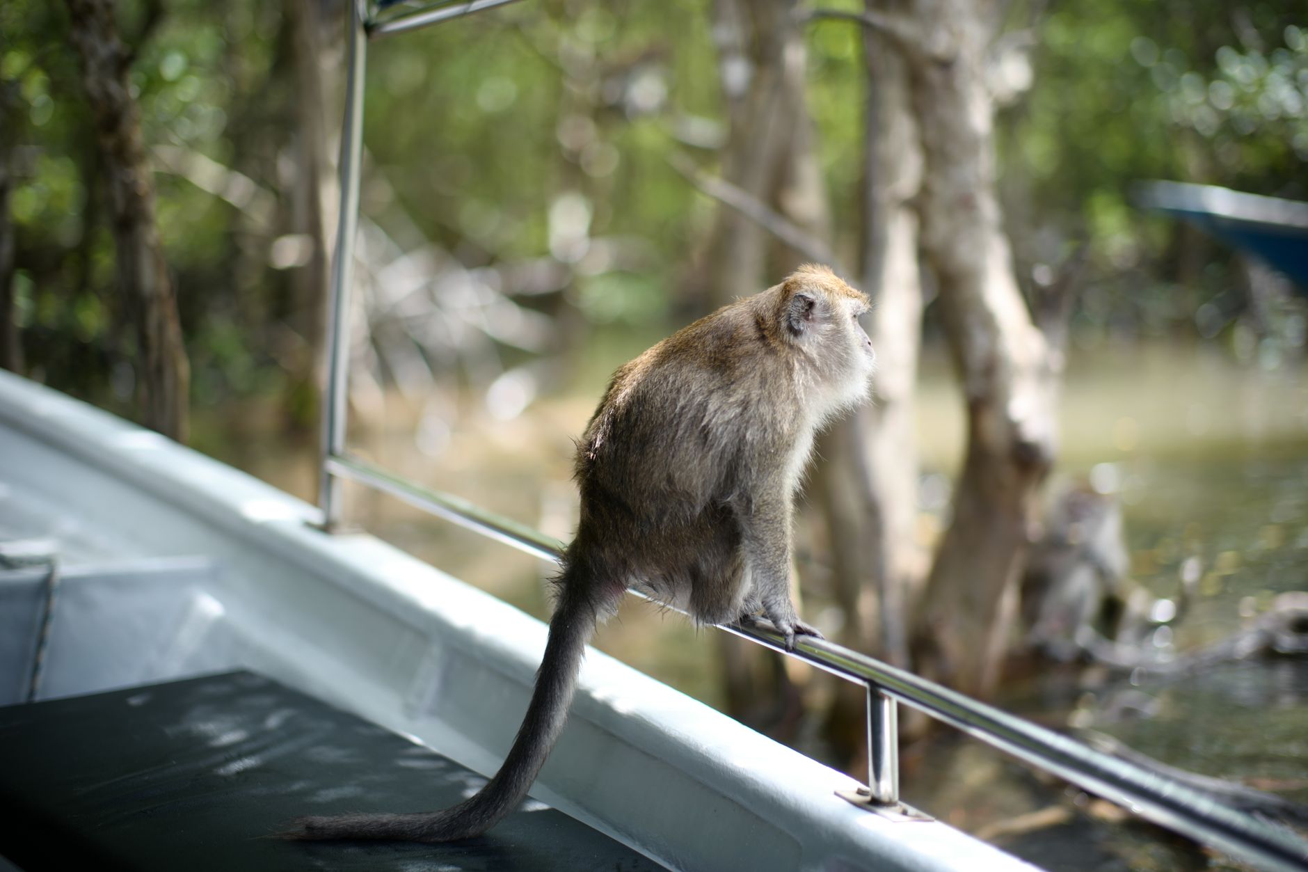 A wild macaque monkey sitting on a boat's railing in Langkawi, Malaysia, surrounded by lush greenery.
