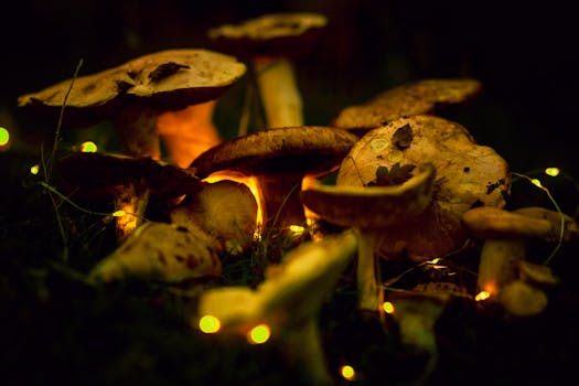 Image by Doğan Furkan Yeşilırmak