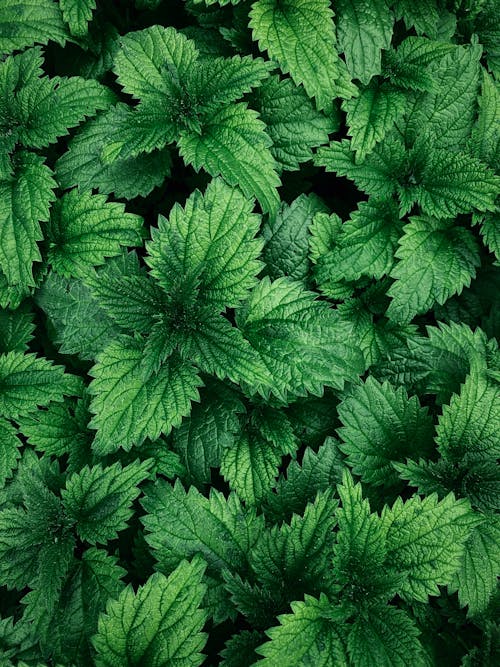 Close Up Photo of Common Nettle Plants