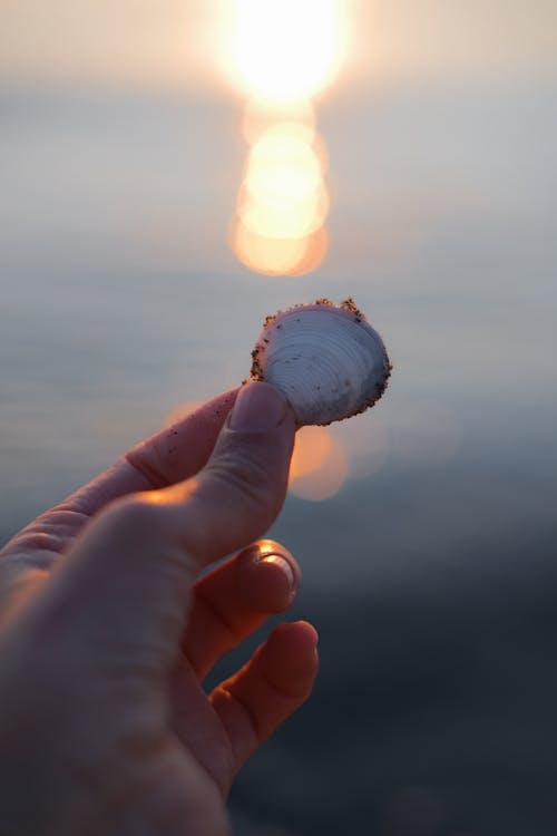 Hand Holding Shell in Sunlight