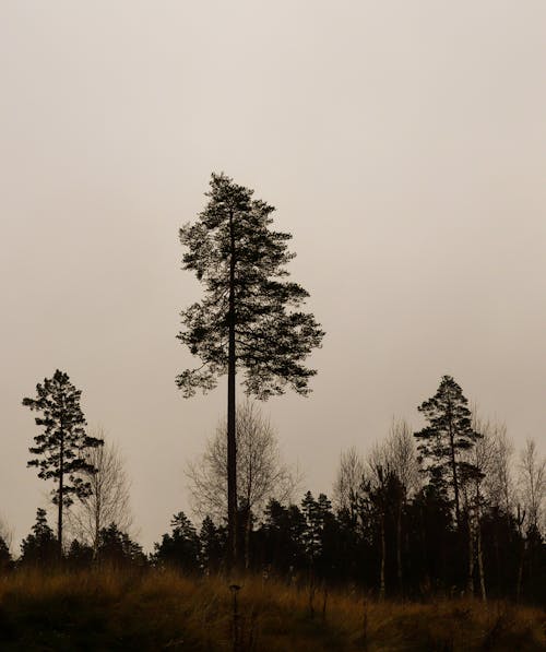 Безкоштовне стокове фото на тему «біле небо, вертикальні постріл, високий»