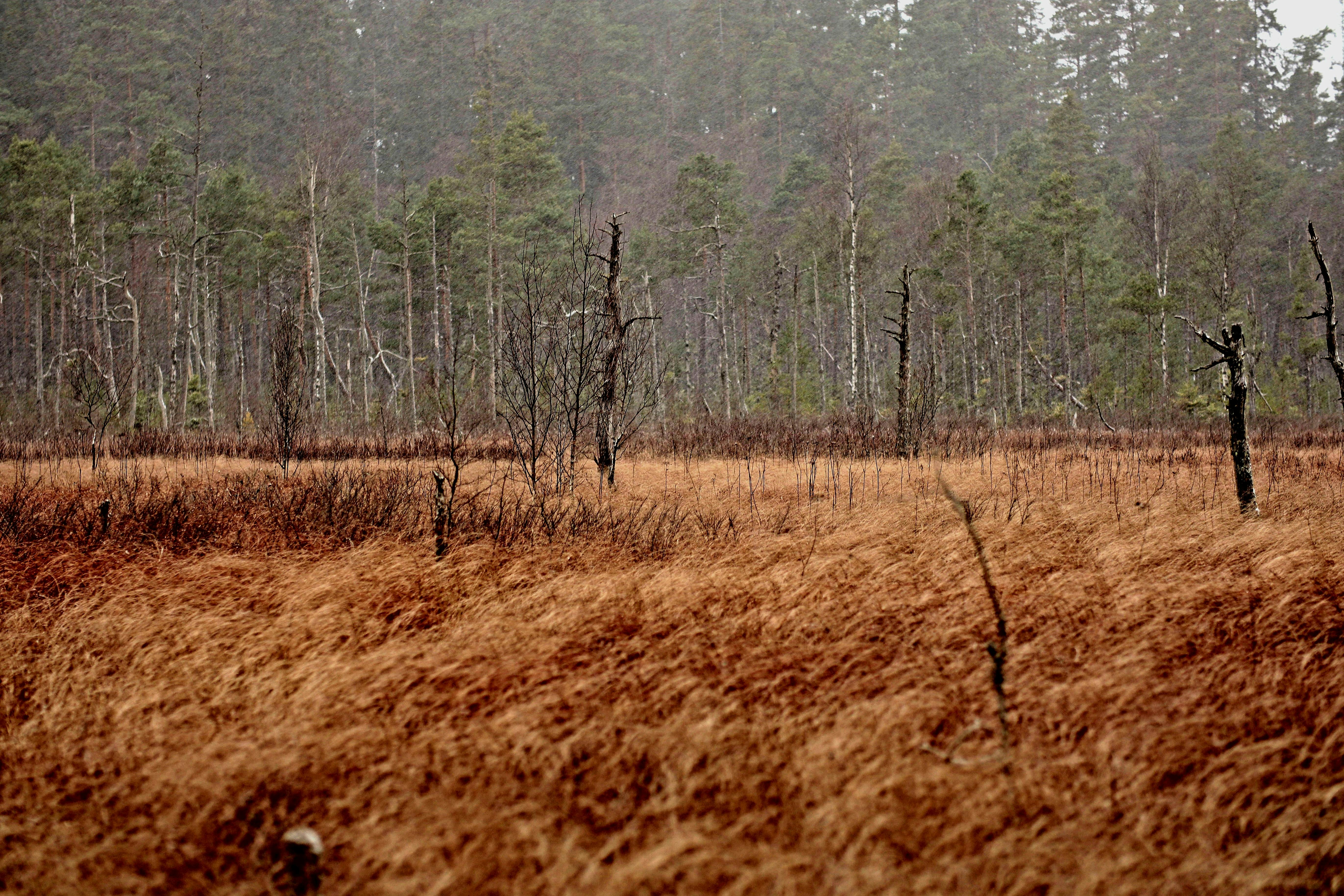 Meadow in Forest · Free Stock Photo
