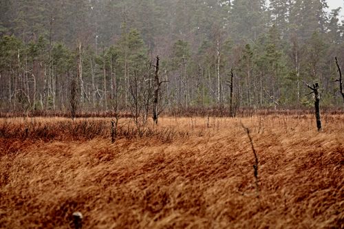 Free Tranquil view of an autumn forest and meadow in Jönköping, Sweden, showcasing nature's beauty. Stock Photo