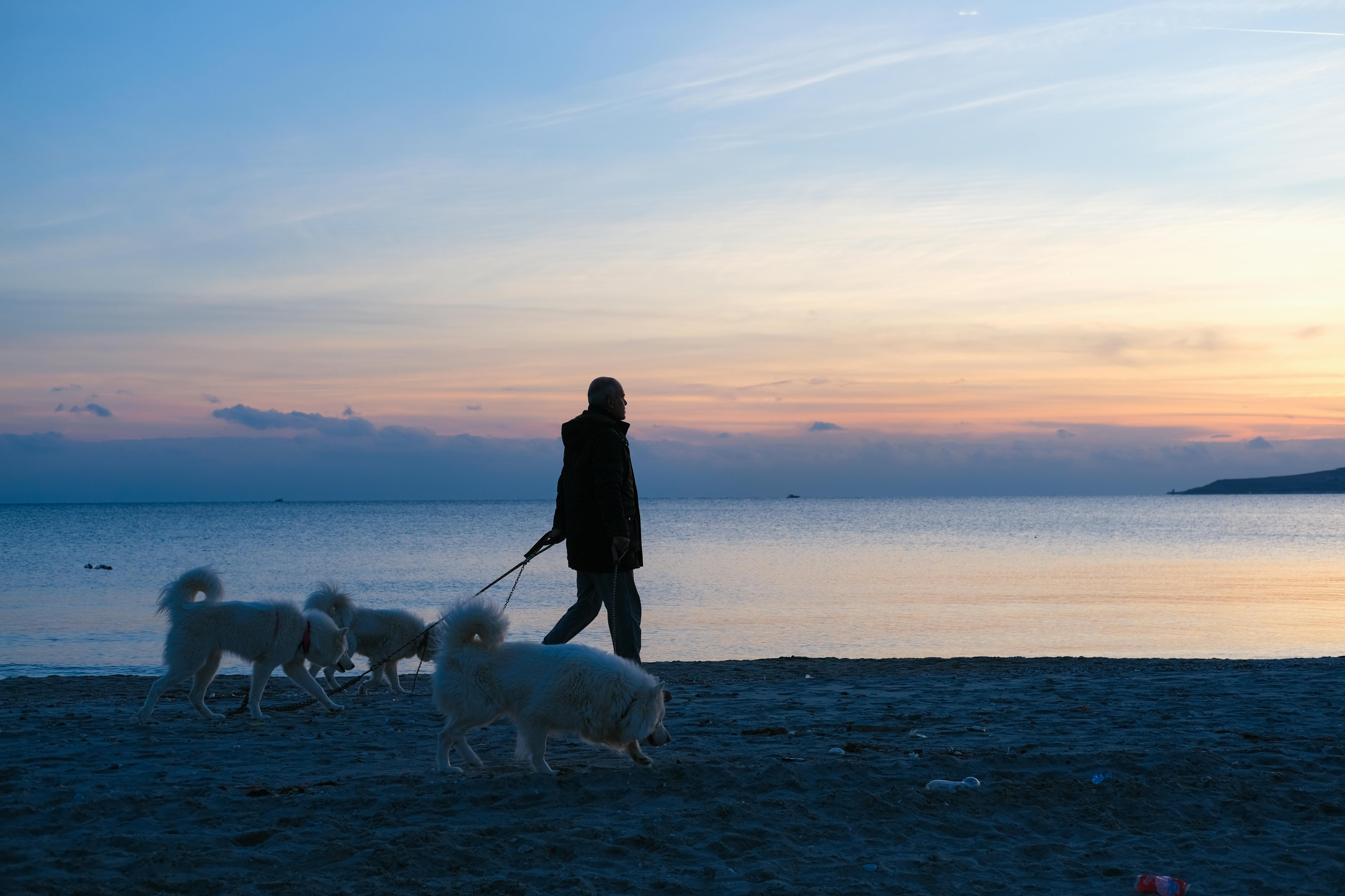 silhouette of a person walking with dogs at a beach