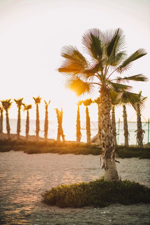 Free Captivating beach scene with palm trees and vibrant sunset, perfect for nature enthusiasts. Stock Photo
